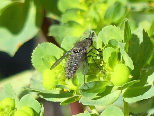 Conophorus virescens